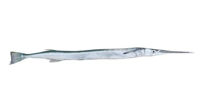 Houndfish