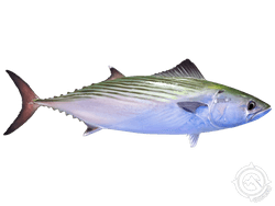 atlantic bonito